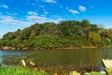 Lush greener around the pond in the park