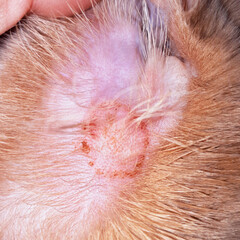 Close-up of a fungal lesion in a cat's ear. Typical circular lesion of ringworm. Microsporum canis...