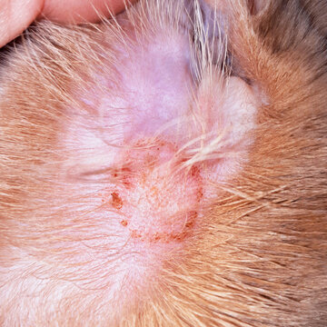 Close-up of a fungal lesion in a cat's ear. Typical circular lesion of ringworm. Microsporum canis diagnosis.