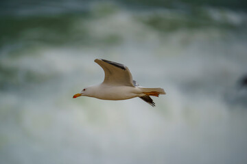 Yellow-legged Gull (Larus michahellis) soaring in the sky