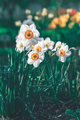 Narcissus flowers close up. Floral spring background. Blooming daffodils in the field. White flowers on a dark background. Seasonal wallpaper for design