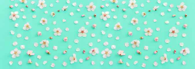 image of spring cherry blossoms tree over mint pastel background
