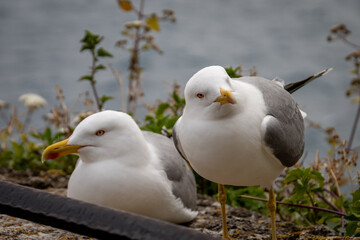 Fototapeta premium two seagulls lying on a wall in front of the sea
