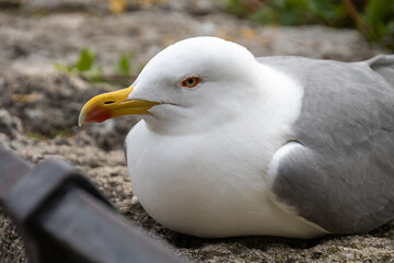 close up of a seagull lying down