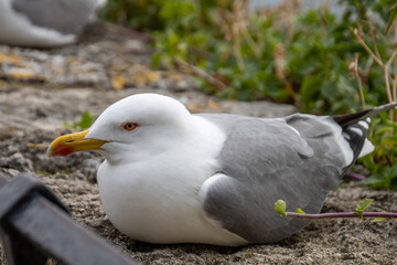 close up of a seagull lying down