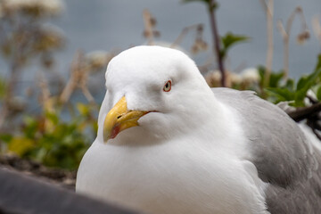 close up of a seagull lying down