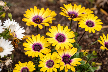 cape daisy (Osteospermum ecklonis) in a flowerbed