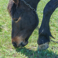 A horse grazes in a meadow and eats green grass. Close-up