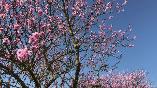 Mandelbl&uuml;te in der S&uuml;dpfalz