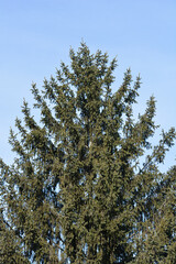 Norway spruce