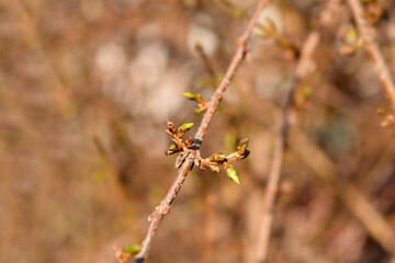 Weeping forsythia