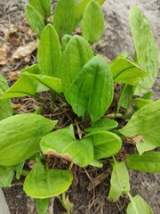 Green plants growing in the garden