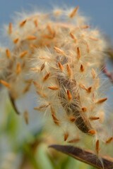 Common oleander