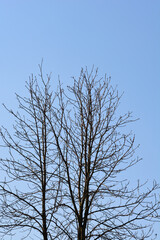 Common horse chestnut