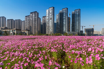 Cosmos flower in field,Wildflower Views