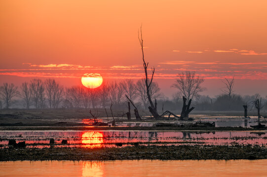 Fototapeta Wschód słońca na rozlewiskach rzeki Bug