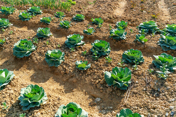 young cabbage grows in the farmer field, growing cabbage field