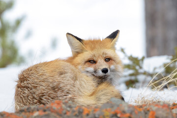 Naklejka na ściany i meble American Red Fox (Vulpes vulpes fulva) lying down in snow, Yellowstone national park, Wyoming, USA.