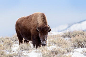 American Bison (Bison bison) standing in snow, Yellowstone National Park, Wyoming, United States. © andreanita
