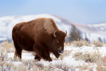 American Bison (Bison bison) standing in snow, Yellowstone National Park, Wyoming, United States.