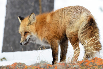 Red Fox (Vulpes vulpes) standing in snow, Yellowstone national park, Wyoming, USA.
