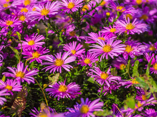 Fototapeta premium Lilac flowers of the Alpine aster. Floral abstract pastel background with space to copy. Pink and purple flowers in a soft style for a wedding or a Valentine's Day card. Purple Daisy flowers