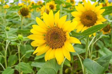 Yellow sunflower in the sunset light. Close-up. Sunflower, close-up. Yellow big flower.