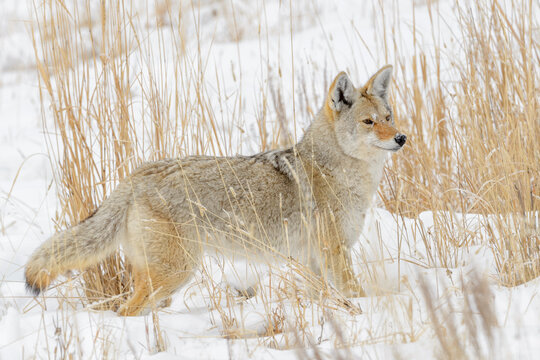 Coyote (Canis latrans) hunting in high grass and snow in winter, Yellowstone National Park, Wyoming, United States of America.