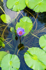 closeup beautiful lotus flower and green leaf in pond, purity nature background