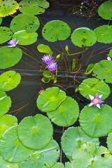 closeup beautiful lotus flower and green leaf in pond, purity nature background