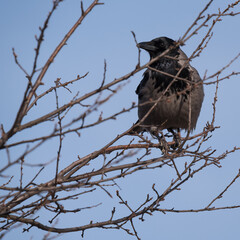 CROW - Wild bird on the branch 