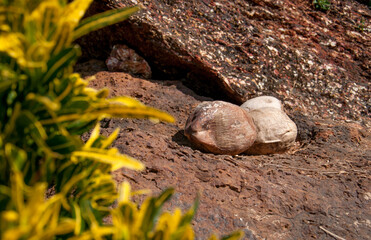 Coconuts lie on the ground in a tropical forest.