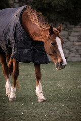 Obraz premium A horse protected for the rain in the meadow