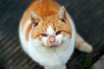 a fat white-red cat looks into the camera