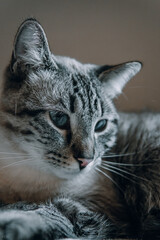 small white kitten adorable feline with blue eyes