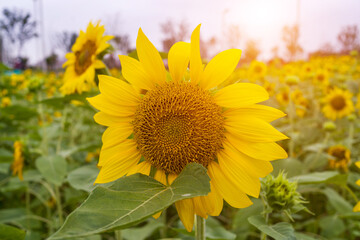 Yellow sunflower in the sunset light. Close-up. Sunflower, close-up. Yellow big flower.