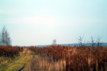 dirt road through a wild field