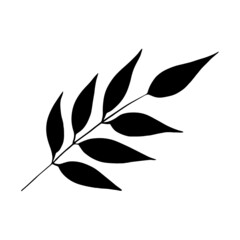 Hand drawn forest leaf, branch. Vector illustration for  card, home decor. 
Hand drawn plant for decoration. 
