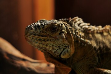 Animals are a traditionally (since the time of Aristotle) distinguished category of organisms, currently considered as a biological kingdom. Animals are the main object of zoology study.