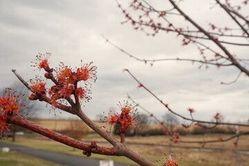 Orange and Red Buds Developing on Tree Limb in Spring