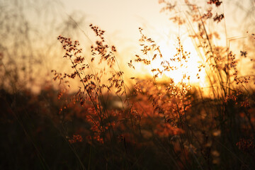 Sunset in the grass. Grass at sunset.