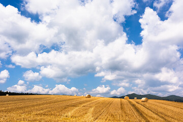北海道の8月、美瑛の麦畑