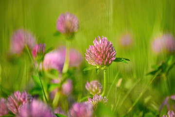 Beautiful pink clover flowers in green grass on spring meadow