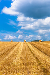 北海道の8月、美瑛の麦畑