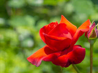 Red garden rose. Close-up of a burgundy rose blooming outdoors in the garden on a sunny day. A lonely scarlet flower close-up. A rose for designers, backgrounds or greeting cards