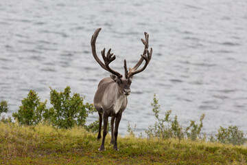 Deer with beautiful horns stands on the banks of the river, Norway