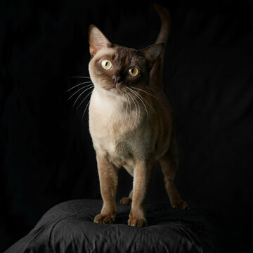Full length image of a siameze cat on black background