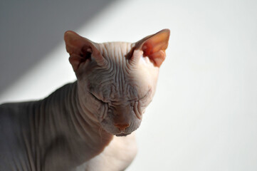 Sphynx cat sitting in the sun