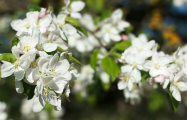 Blossoming white fruit tree an apple-tree in spring