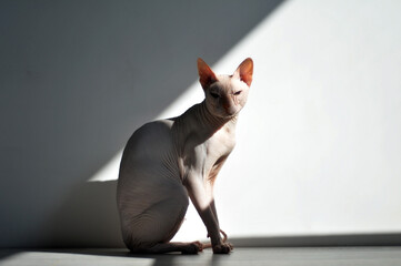 Sphynx cat sitting in the sun